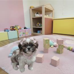 Grace - Silver and white female Shih Tzu puppy in Port Orchard, Washington from Buttons N Bows