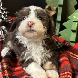 Suave - Chocolate male Havanese puppy in Howard City, Michigan from Petite Joie Puppies