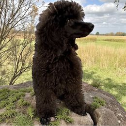 Poodle puppies from Piva’s Prestige Miniature Poodles