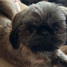 Missy - Shih Tzu