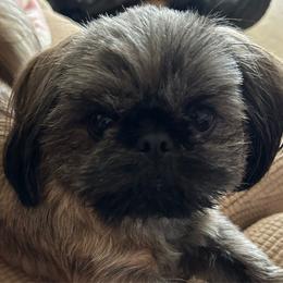 Missy - Shih Tzu