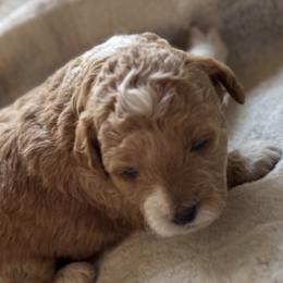 Bernedoodles, Cavapoos, Goldendoodles, Miniature Schnauzers, and Poodles from Alyssa Xxweetdoodles