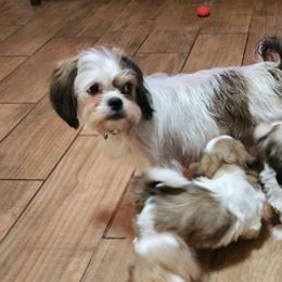 Shih Tzus from Jennifer's Shih Tzus