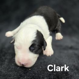 Clark - Gray and white male Old English Sheepdog puppy in Sutherlin, Oregon from Sapphire Eyes Sheepdogs