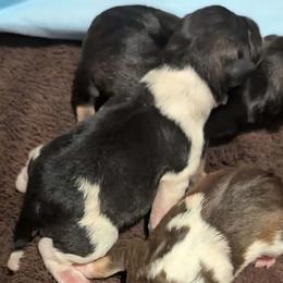 PartiSalt - Parti male Miniature Schnauzer puppy in Ferndale, Washington from Blackhorse Schnauzers Washington state