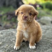 Girl 1 - Red female Nova Scotia Duck Tolling Retriever puppy in Lowell, Indiana from Bearfoot Aussies and Tollers