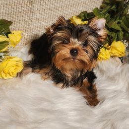 Beau - Black and gold male Yorkshire Terrier puppy in Daggett, Michigan from Hetzel’s Enchanted Yorkies (Michigan)