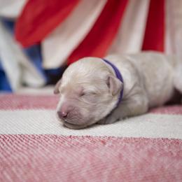 Colt - Cream male Goldendoodle puppy in Seffner, Florida from Gold Diamond Pup