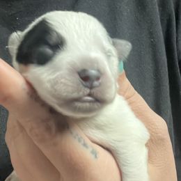 Boy 4 - Blue male Australian Cattle Dog puppy in Norton, Ohio from Australian Cattle Dog Company
