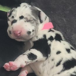 Great Danes from MDD
