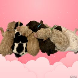 Bernedoodle, Dachshund, and Poodle Puppies from Chocolate Pet Connection