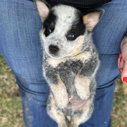 AKC Boy 1 - Blue speckled male Australian Cattle Dog puppy in Mc Comb, Mississippi from McCall's Mississippi AKC Blue Heelers Australian Cattle Dogs