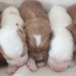 Cockapoos from Janet Campbell