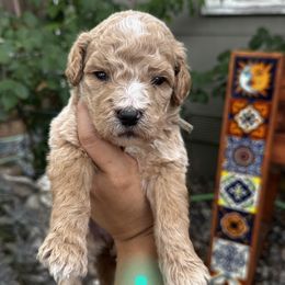 Girl 3 mermaid collar - Apricot female Goldendoodle puppy in Schertz, Texas from Kat's Teddydoodles
