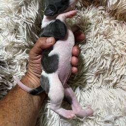 Italian Greyhound Puppies from Fisher Link