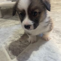Labrador Retriever and Pembroke Welsh Corgi Puppies from FLK Corgis