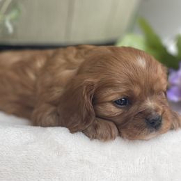 Cavalier King Charles Spaniels, Cavapoos, and Goldendoodles from FriendlyPals