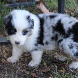 Gilbert - Blue merle male Australian Shepherd puppy in Kansas, Oklahoma from Windy G Farm