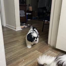 Shih Tzu Puppies from TACG