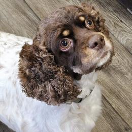 Cocker Spaniels from Suzanne's Cockers