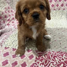 Cavalier King Charles Spaniel Puppies from Kentucky Cavalier King Charles Spaniels