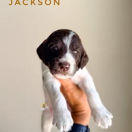 Jackson - Chocolate male Goldendoodle puppy in Dallas County, Texas from Dream A Little Doodle