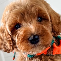 Cavapoos, Cockapoos, and Goldendoodles from Rocking JH Doodles