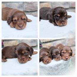 Cameron third in group photo - Red male Dachshund puppy in Richmond, Virginia from Irresistible Dachshunds & Cavaliers