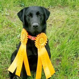 Django - Labrador Retriever