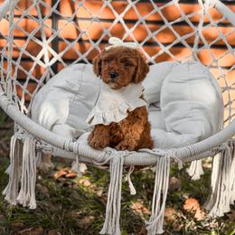 Green collar girl - Red  female Goldendoodle puppy in Spokane, Washington from Dream Doodles in Spokane WA