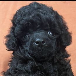 Chinese Cresteds and Poodles from Your Majesty Kennel