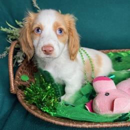Bruno - Piebald male Dachshund puppy in Waseca, Minnesota from Dragonfly Doxies