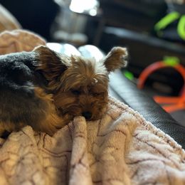 Ruby - Yorkshire Terrier