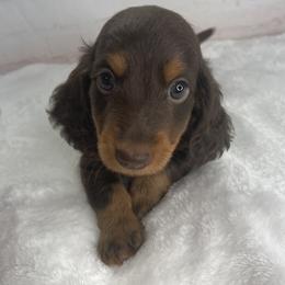 Chase - Chocolate and tan male Dachshund puppy in Norwood, Missouri from A&J Weenies
