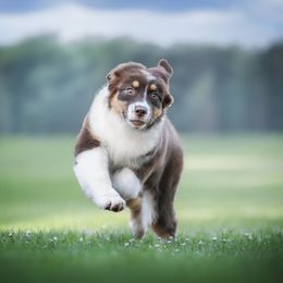 Australian Shepherd Puppies from Cloverdale Australian Shepherds
