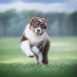 Australian Shepherd Puppies from Cloverdale Australian Shepherds