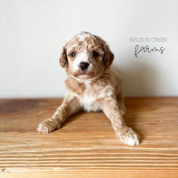 Clover - Apricot male Maltipoo puppy in Huntsville, Texas from Nelson Creek Farms