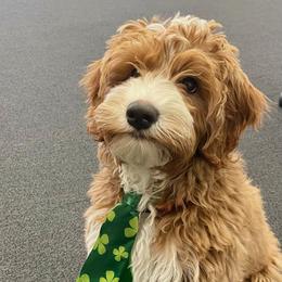 Australian Labradoodle Puppies from High Desert Labradoodles