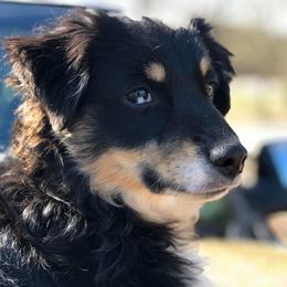 Miniature Australian Shepherds and Toy Australian Shepherds from Tiny Town Mini and Toy Aussies