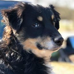 Miniature Australian Shepherds and Toy Australian Shepherds from Tiny Town Mini and Toy Aussies