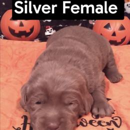 Ember - Silver female Dilute Retriever puppy in Madras, Oregon from GT Labradors