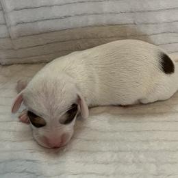 Tinsel - Piebald female Dachshund puppy in Hillsville, Virginia from Bonderosa Kennels