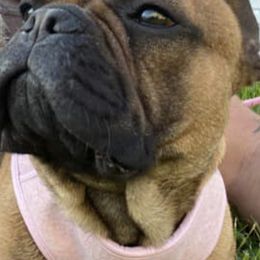 French Bulldogs from Jennifer's Frenchies