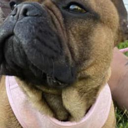French Bulldogs from Jennifer's Frenchies