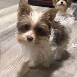 Yorkshire Terrier Puppies from Kristen’s yorkies