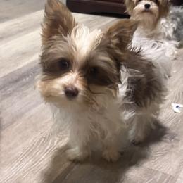 Yorkshire Terrier Puppies from Kristen’s yorkies