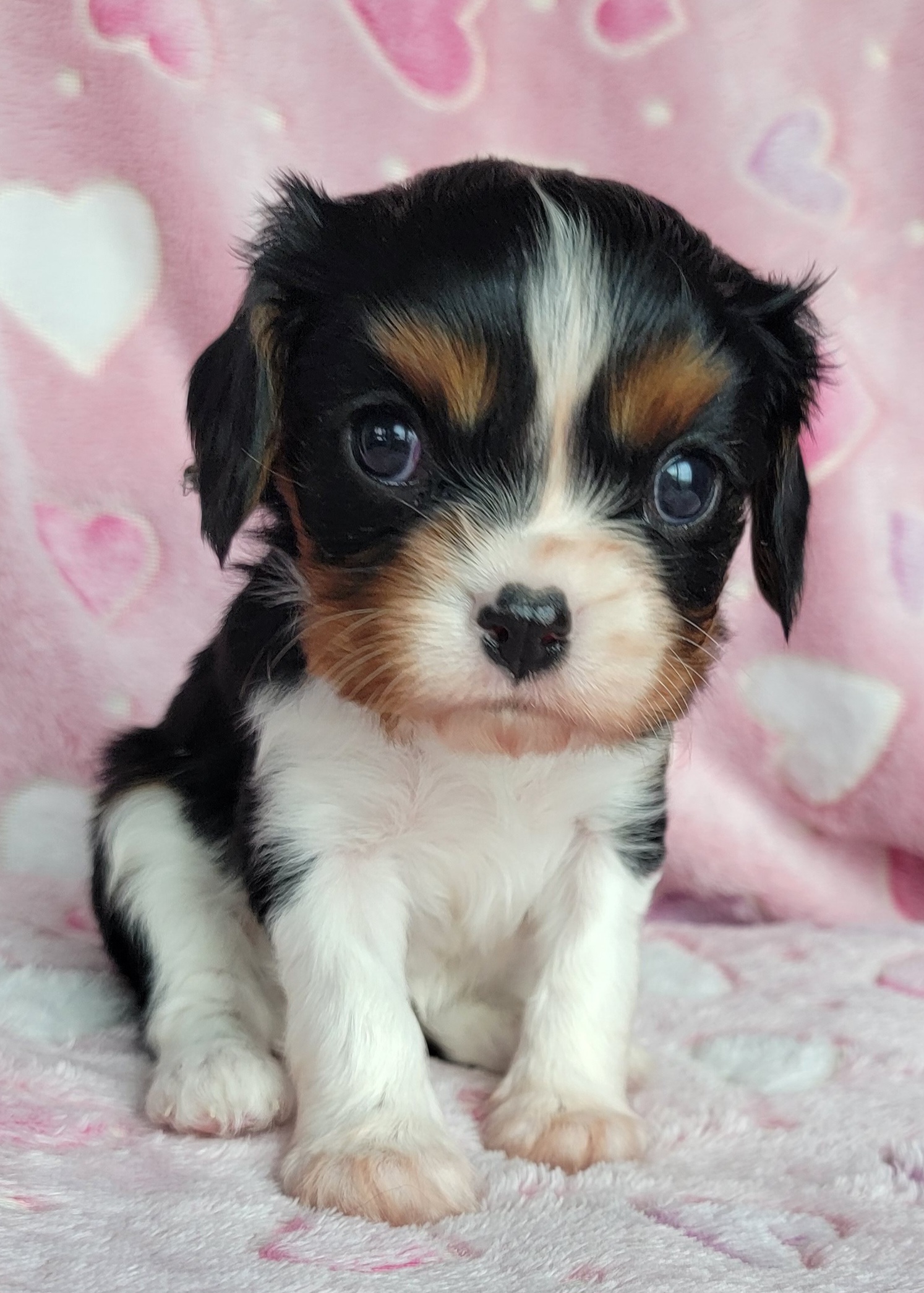 Cavalier King Charles Spaniel Puppies from Alexandra's Royal Cavaliers