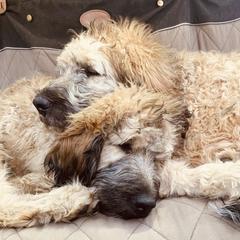 Saint Berdoodle Puppies from Brewer's Doodles