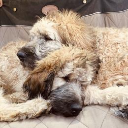 Saint Berdoodle Puppies from Brewer's Doodles