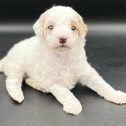 Poppy - Parti female Goldendoodle puppy in Millersburg, Ohio from Ohio Puppy Paws